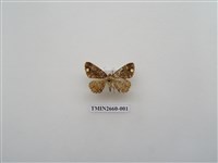 藏品(尺蛾197)的圖片